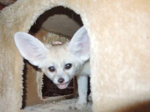 Things I Learned on Day Two with a Fennec Fox